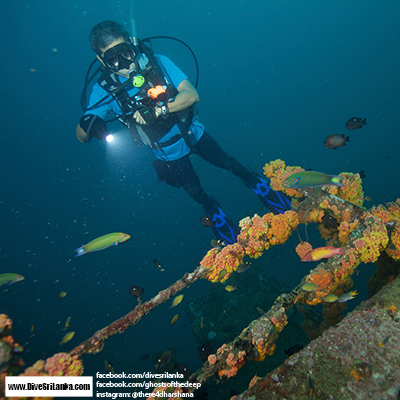 Colombo Pecheur Breton Diver